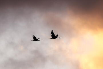 a pair of cranes in early spring