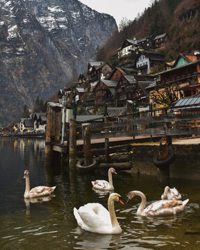 swangs in lake