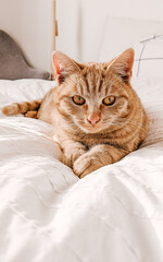 Ginger orange aesthetic cute cat lying on a white bed