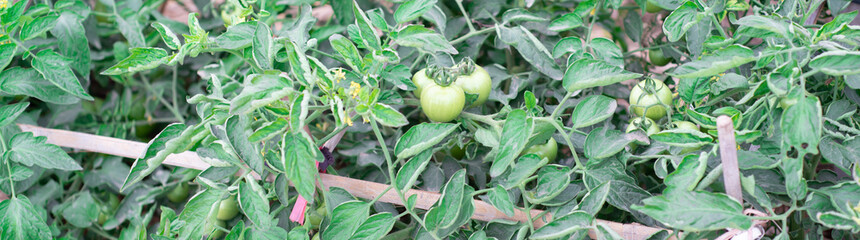 Panorama view homemade DIY bamboo trellis support productive bush determinate tomatoes with cluster fruits branches at backyard farming in Thai Binh, Vietnam, abundance of organic grown tomato