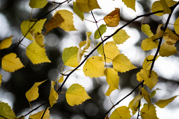 Thin graceful birch branches decorated with bright yellow autumn leaves. Golden decorations shimmer against the bright autumn sky.
