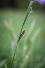 Fototapeta premium Species of herbaceous plant of the genus Foxtail of the family Poaceae. One of the best forage plants.