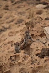 Squirrel in Fuerteventura
