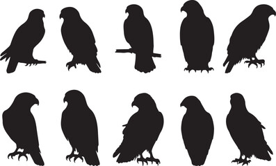 Red-Shouldered Hawk Silhouette
