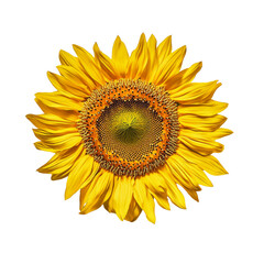 Fototapeta premium Bright sunflower with vibrant yellow petals and textured center, symbolizing warmth and positivity
