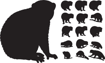 Slow Loris Silhouette