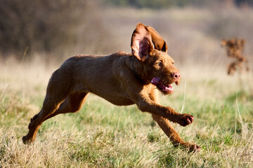 dog and  grass during spring. cute and adorable wirehaired vizsla