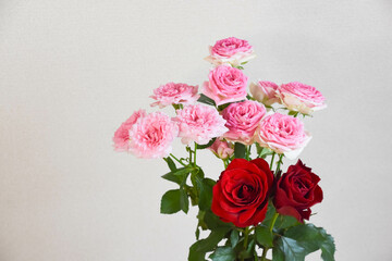 ピンクと赤のばら