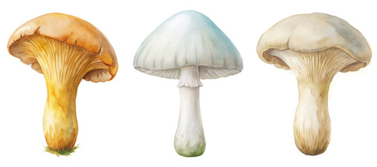 Watercolor mushrooms, natural colors, detailed illustrations, botanical art, organic shapes, artistic design, nature-inspired.