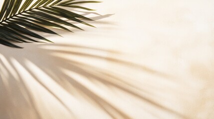 Palm Leaf Casting Intricate Shadow On Fine Sand