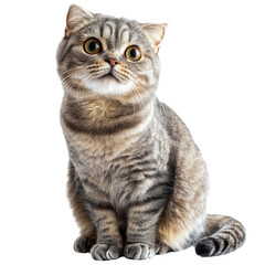 Obraz premium Fluffy gray cat with large eyes sitting gracefully, showcasing its playful and curious nature. This adorable feline is perfect for any pet lover collection