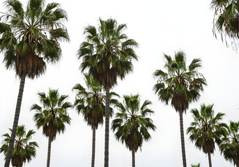 Fototapeta premium Incredibly Detailed Palm Trees on a white background