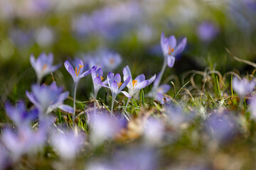 Krokus im Frühling mit Unschärfe im Vorder- und Hintergrund