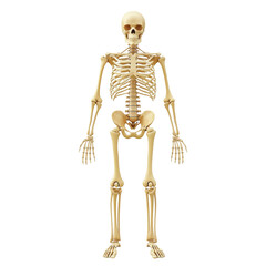 detailed human skeleton model showcasing anatomical structure and bone arrangement. Ideal for educational purposes, anatomy studies, and medical illustrations