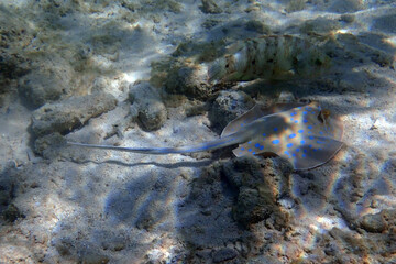 small stingray fish