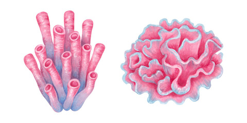 Tubular, hard pink coral, sea sponge. Ocean coral reefs. Watercolor and marker illustrations. Hand drawn isolated art. Underwater seabed animal for cosmetics packaging design, travel guides,playroom