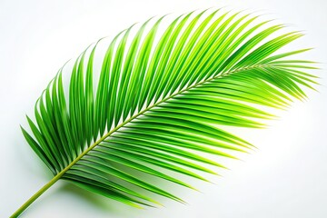 Obraz premium Vintage Tropical Palm Leaf, Green, Isolated, White Background
