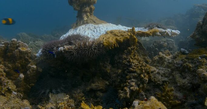 A group of crown-of-thorns starfish (Acanthaster planci) feeds on a coral reef, leaving behind a bleached and damaged structure. Their venomous spines make them a dangerous predator.