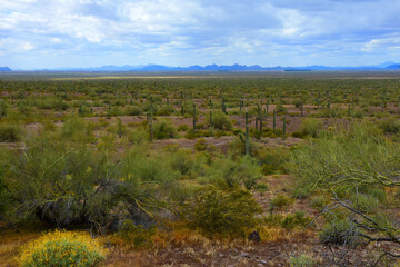 Clouds Over Central Sonora Desert Arizona