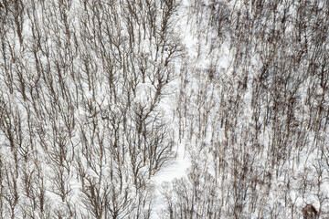 A stunning winter landscape in Rausu, Hokkaido, Japan, featuring snow-covered hills, bare trees, and dark forest lines, creating abstract patterns in a serene, remote mountain setting.