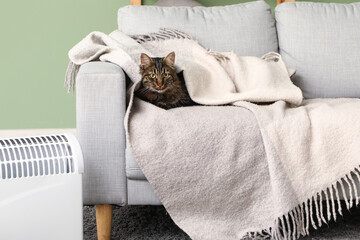 Cute cat in warm blanket sitting on sofa near electric heater at home