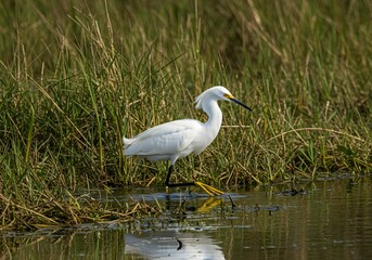 Snowy Egret in a Marshland Hunting for Prey.