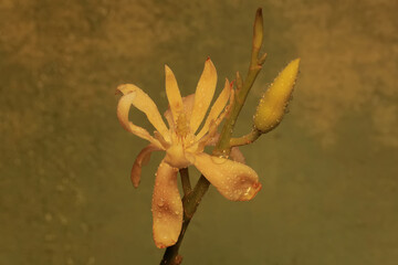 The beauty of magnolia flowers in full bloom in the morning. This beautiful flowering plant with a refreshing fragrance has the scientific name Magnolia champaca.