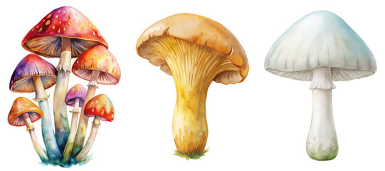 Colorful watercolor mushrooms, detailed illustrations, vibrant nature art, botanical studies, creative design elements.