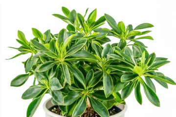 Euphorbia lactea in a trendy pot on a clean white background showcasing modern decor