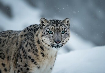 Obraz premium Majestic Snow Leopard in Winter Snowfall Staring Intently in the Wild.