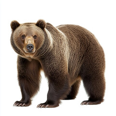 Fototapeta premium Powerful brown bear standing isolated on white background wildlife photography fur huge eyes paws woods fauna beast large