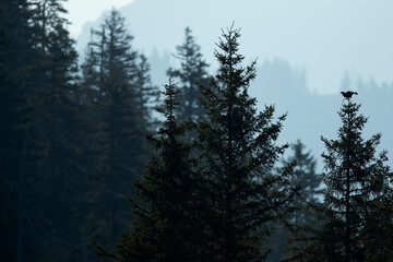 Adult male black grouse (lyrurus tetrix) perching and displaying on the tip of a spruce