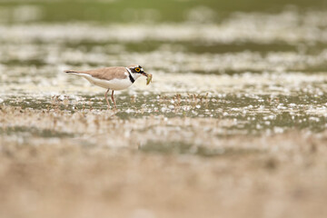 Adult little ringed plover (charadrius dubius) feeding a larvae of a dragonfly