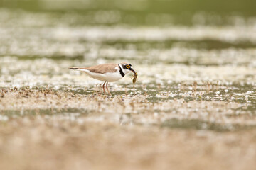 Adult little ringed plover (charadrius dubius) feeding a larvae of a dragonfly