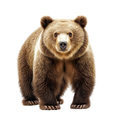 Fototapeta premium Majestic brown bear standing confidently