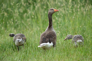 Greylag Goose, Anser anser with some week old gooslings, pulli