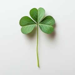 Close-Up of a Fresh Green Shamrock Leaf on a White Background