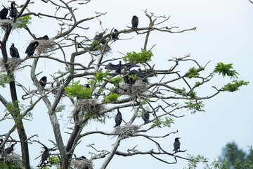  great cormorant (phalacrocorax carbo ssp. sinensis) nesting in tree as colony breeder