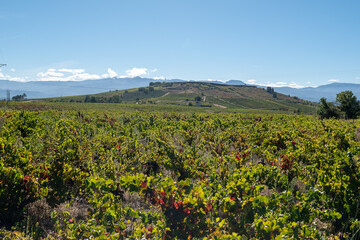 Camino de Santiago in Autumn: Vineyards of Cacabelos, Bierzo Region, Castilla y León, Spain