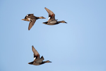 male and female gadwall (mareca strepera) in flight
