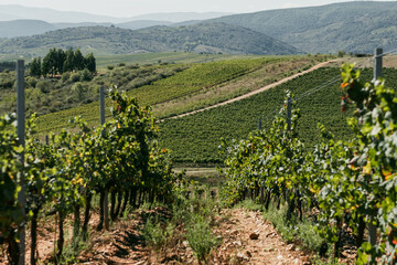 Camino de Santiago in Autumn: Vineyards of Cacabelos, Bierzo Region, Castilla y León, Spain