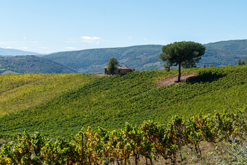 Camino de Santiago in Autumn: Vineyards of Cacabelos, Bierzo Region, Castilla y León, Spain