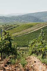Camino de Santiago in Autumn: Vineyards of Cacabelos, Bierzo Region, Castilla y León, Spain