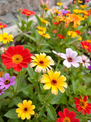 flores creciendo de colore vivos y hermosos