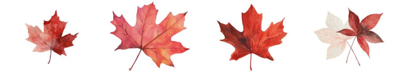 A detailed and beautiful illustration of an autumn leaf in watercolor style with gradient colors, isolated on a transparent background as a png, suitable for fall-themed projects and decorations