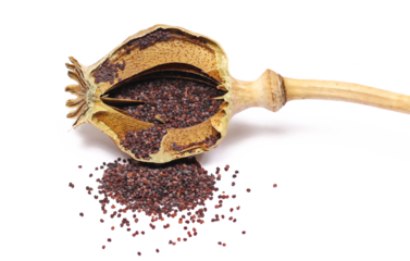 Open dried poppy box and seeds, isolated on white background	