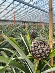 Fototapeta premium Pineapple Greenhouse in Azores, Portugal