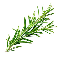 Fototapeta premium Fresh rosemary sprig isolated on transparent background