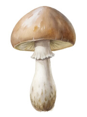 Realistic watercolor mushroom illustration, detailed textures, natural colors, botanical art, for educational purposes.