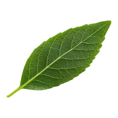 Obraz premium Fresh Green Leaf Isolated on White Background for Nature Themes